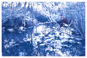 Alligator Hole in the Everglades